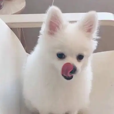 动物头像大全可爱狗狗