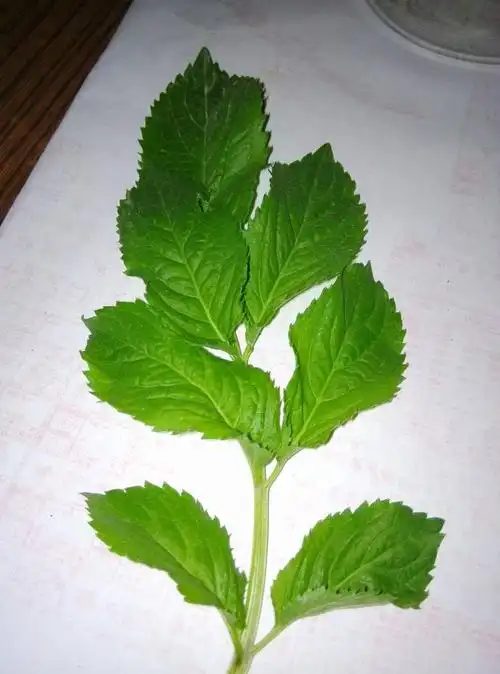 薄荷～～ 回答 紫苏 追问 不是 回答 给点提示 追问 7片叶子 每一棵7