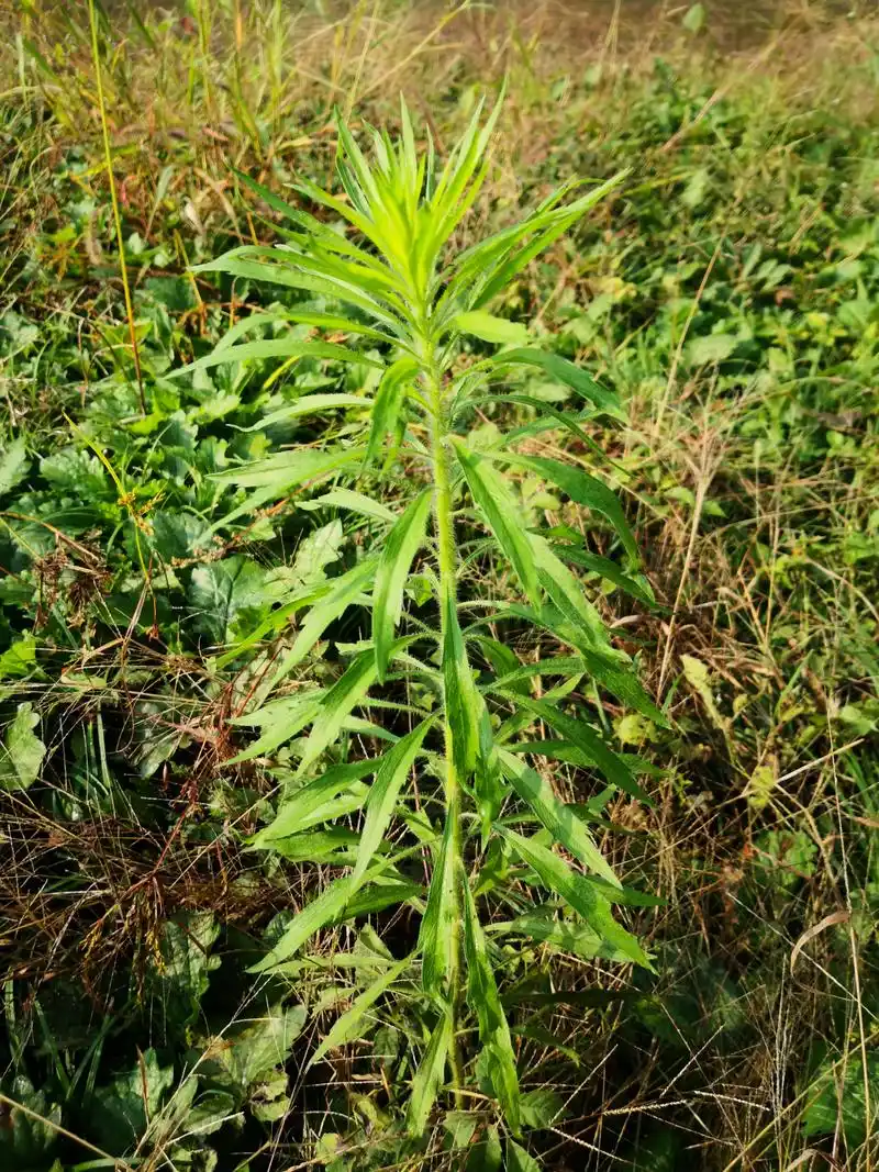 入侵植物小飞蓬--加拿大蓬