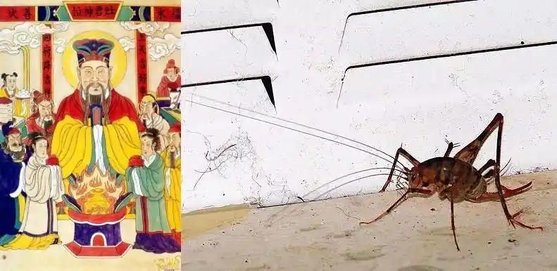 灶神的坐骑灶台上吃碎屑的灶马全文高能虫恐慎入