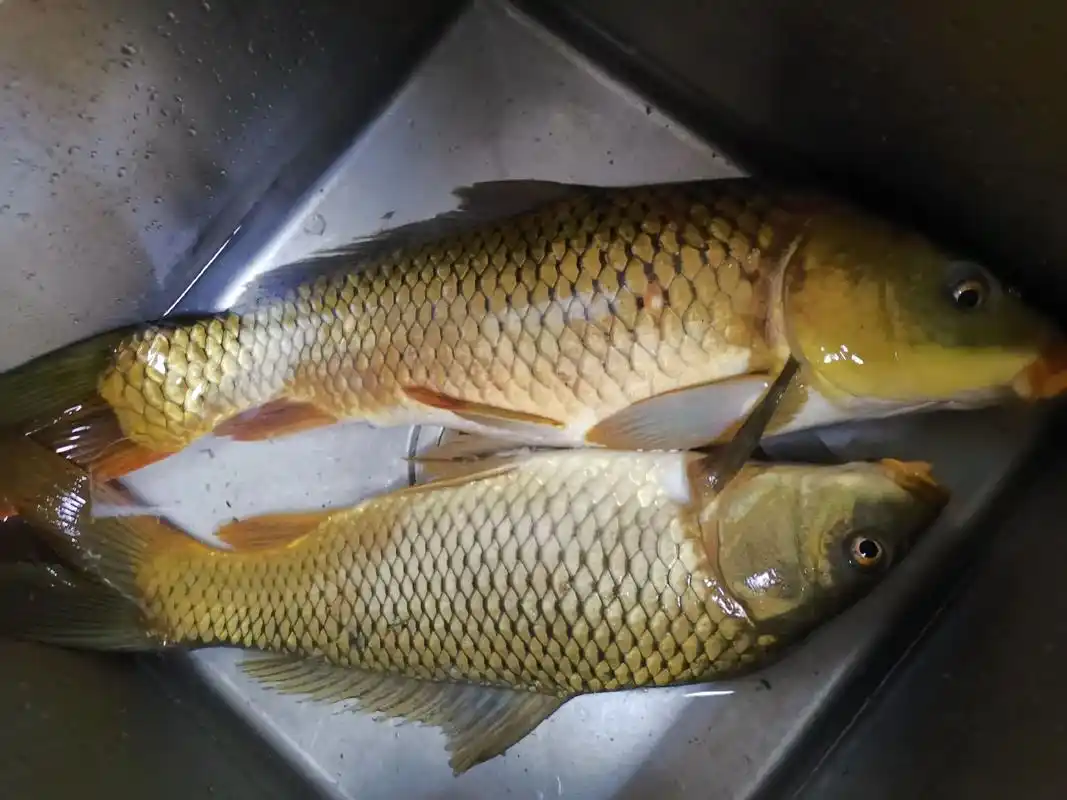 第一次钓这么大的鲤鱼90浪尖大物竿直飞5斤水库野生大鲤鱼,酒 - 抖