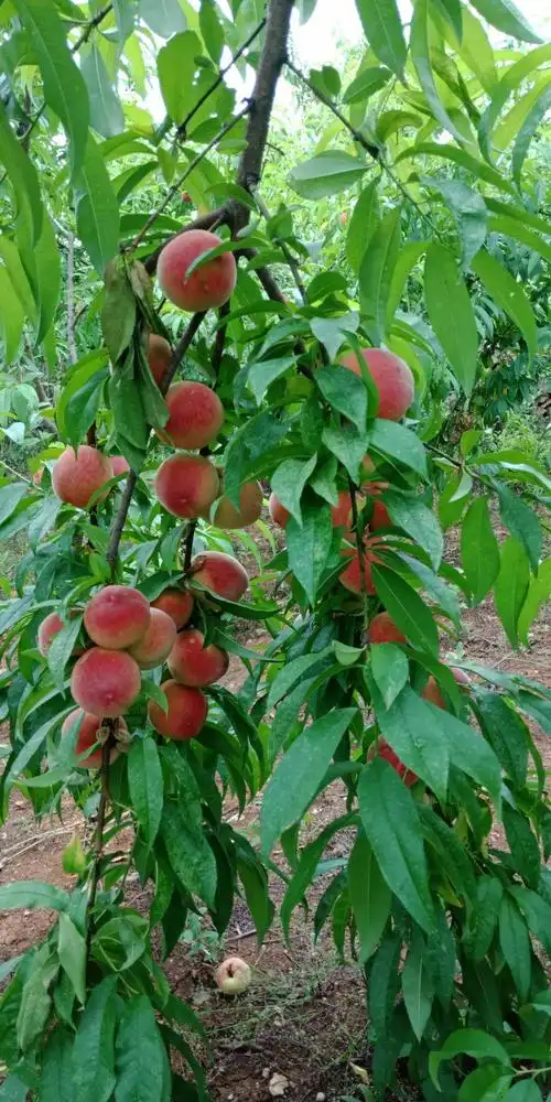 定了!本周日(6月23日)凉水河镇蟠桃盛会,我们等你来! - 美篇