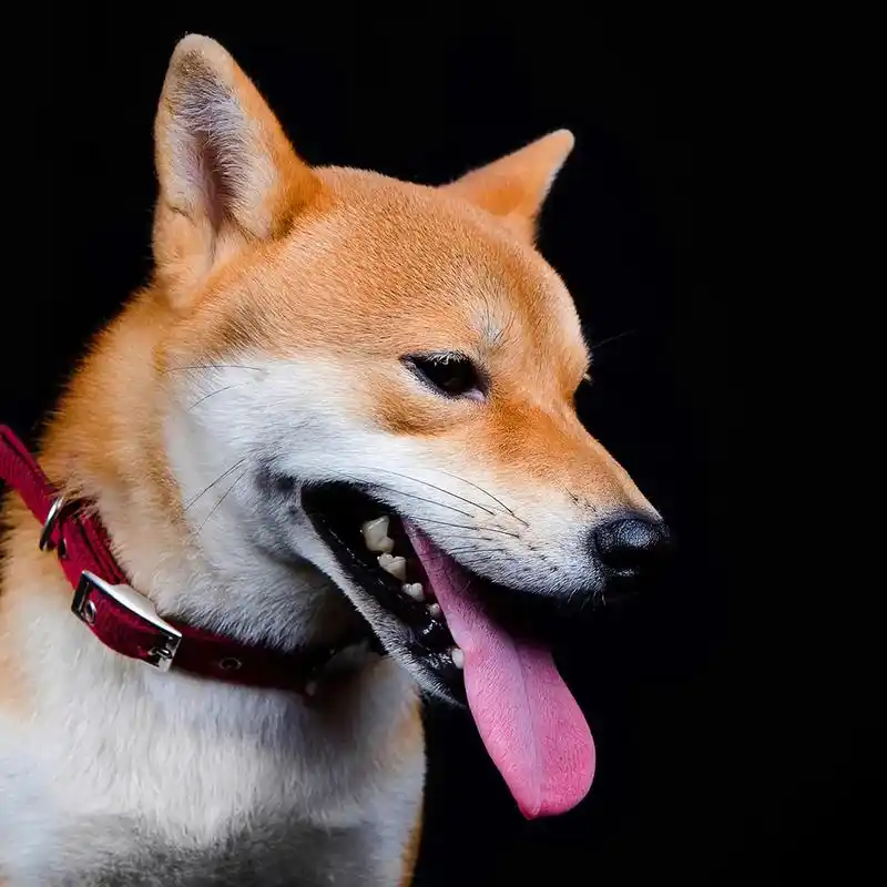 宠物狗狗头像 高清版