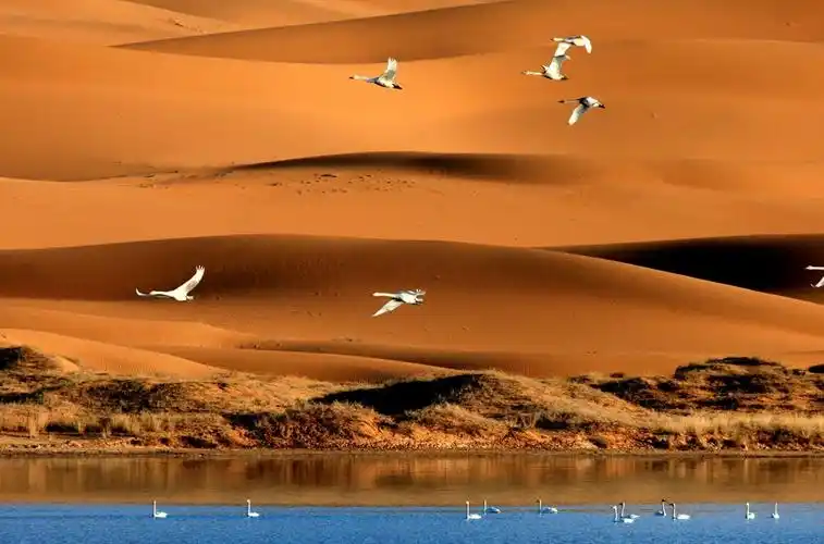 p> b>阿拉善腾格里沙漠天鹅湖: /b> /p> p>在这苍天般金色沙海之间