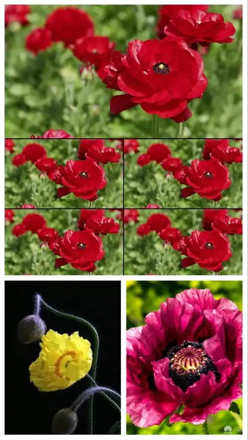 罂粟花花语:希望,伤害他/她的爱,令人窒息的美.