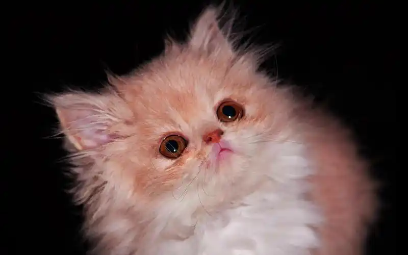 蓬松的小猫高清桌面壁纸:宽屏:高清晰度:全屏