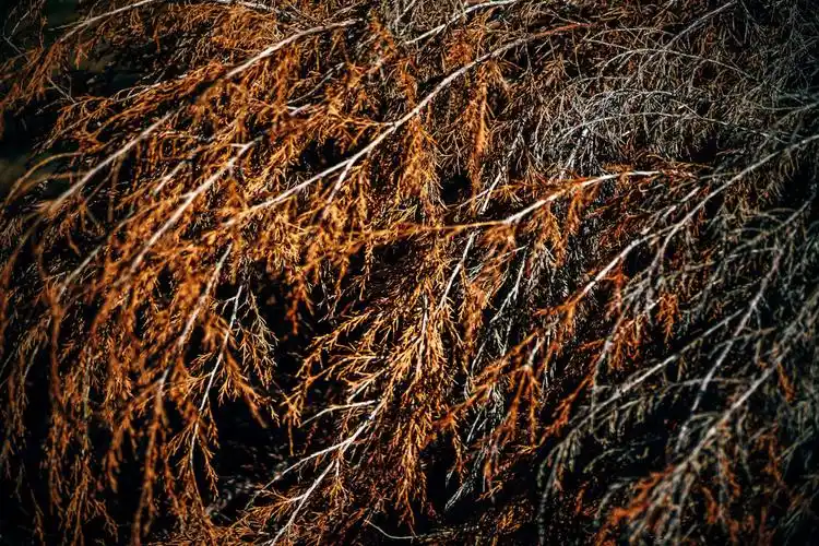 摘要背景棕色-乡村的,云杉,传统的,假日,公园,历史,图形,圣诞节,壁纸