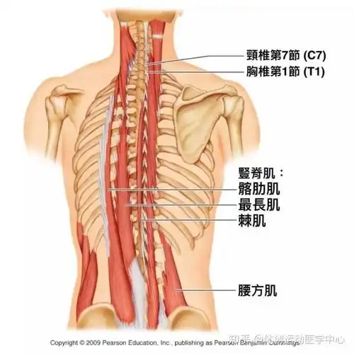 下背(竖脊肌机群,腰方肌)