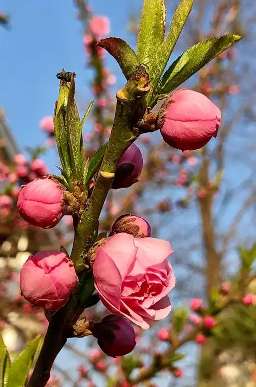 美丽的双瓣桃花