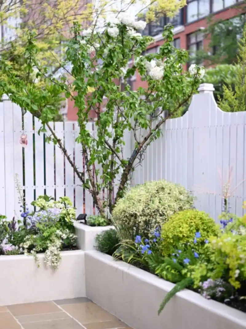 有园造园|清新版法式小花园 昨天完成种植的清新版法式小花园,园主的