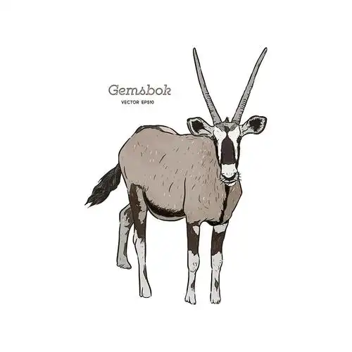 羚羊,瞪羚或大羚羊手绘素描图片