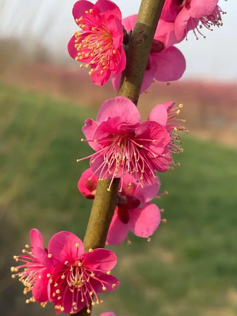 这款盆景五福梅红千鸟梅花真的超美的!