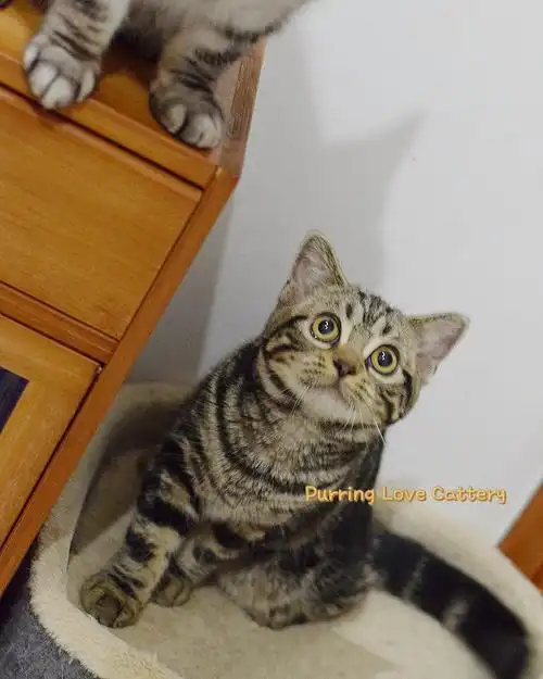 静静守护你们长大五月龄棕虎斑美短