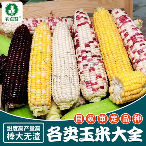 农点赞 黏糯甜玉米种子丰产矮大棒菜种籽菜籽种子蔬大全四季水果玉米