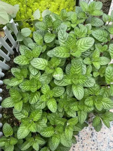 家里有两种薄荷 哪种能吃 都是啥品种