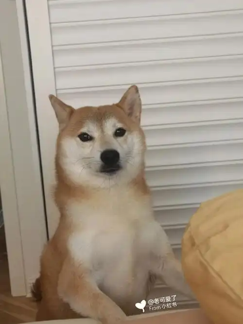 柴犬一天天的就知道躺