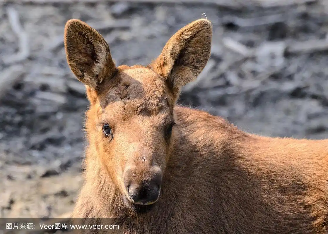 驼鹿,婴儿,小驼鹿,新生动物,安克雷奇