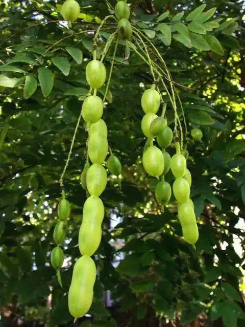 槐角  火热伤体(偏表或下焦水血热互结而有急迫症状)  槐角属槐树之