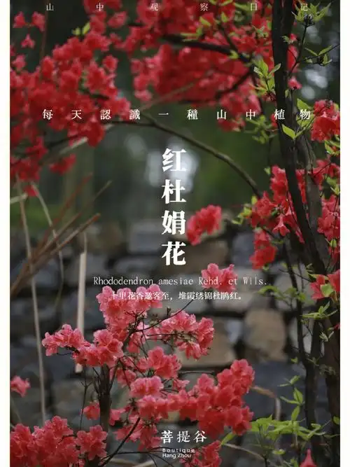 每天认识一种山间植物红杜鹃花