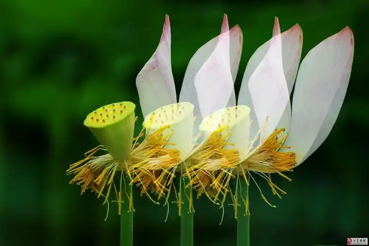 法泗荷花摄影比赛获奖作品