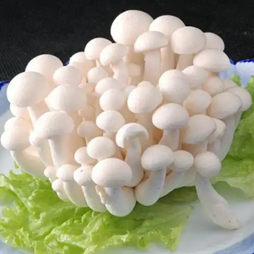 白玉菇/蟹味菇 新鲜蔬菜 火锅 煲汤(蔬菜)