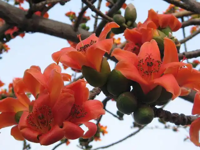 木棉花靠什么种子传播来的?