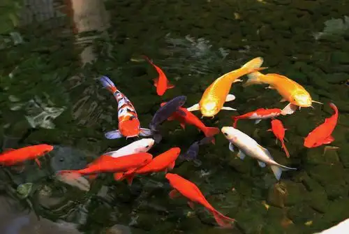 10000阜新楼顶鱼池水净化