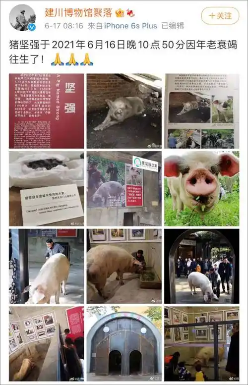 猪坚强标本预计5月12日展出猪坚强的故事你知多少