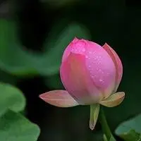 漂亮的莲花微信头像含苞待放的荷花【点击鼠标右键下载】