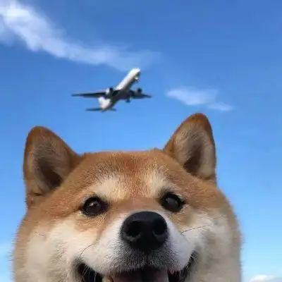 不换的超萌狗狗头像 治愈系微笑萌宠头像男女都能用_动物头像_美头网