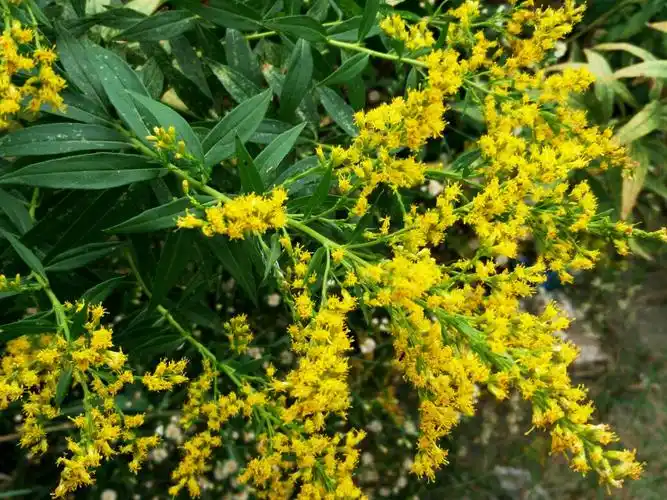 请问开一串黄花的,是什么植物?