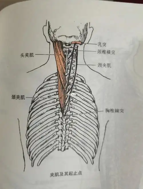 部位:在斜方肌,菱形肌和上后锯肌的深面,分头夹肌和颈夹肌