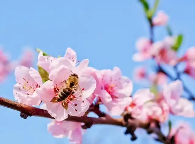 《美丽的桃花》