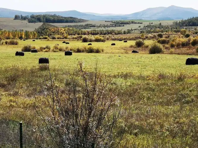 绿色的草原湿地,一丛丛的灌木丛,溪水在其间流过,,,我们的眼睛不够用
