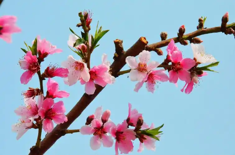 【图片1】桃花朵朵开--蜂鸟论坛照片套图