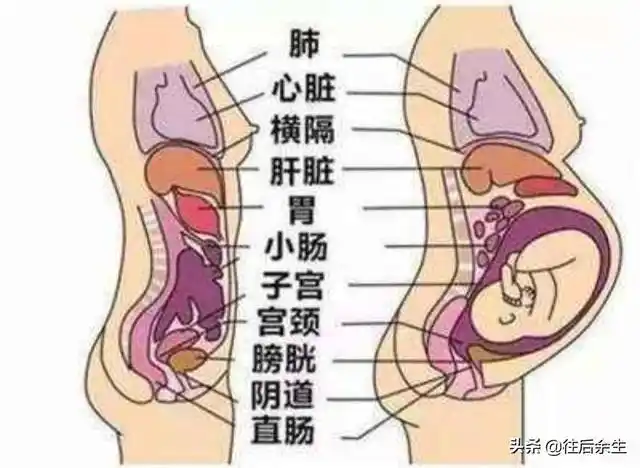为什么说子宫是人类的第一住所,子宫从怀孕到分娩要经历哪些变化?