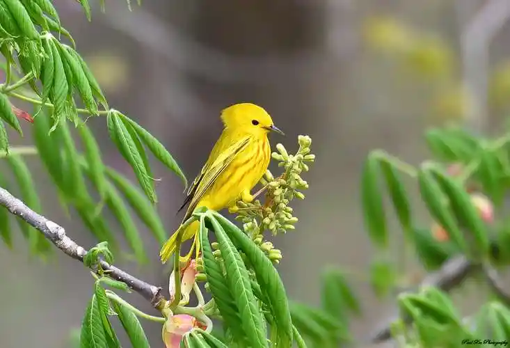 北美洲黄莺yellow warbler