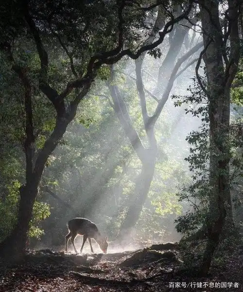 门对寒流雪满山:十首寻人不遇诗,意境清新脱俗,可以洗涤心灵