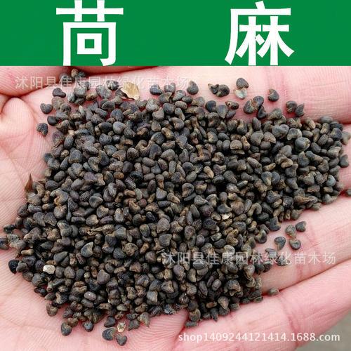 苘麻种子青麻种子 野苎麻 线麻冬葵种子 小苘子做麻绳用种籽qcdd 苘麻