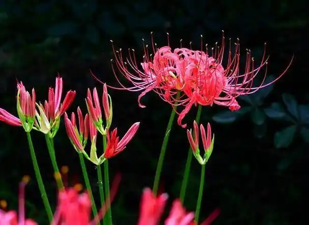 传说在神秘莫测的冥界中生长这四种花,被称之为"冥界四花".