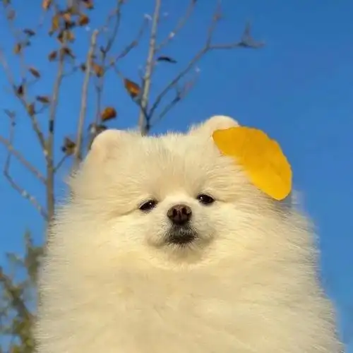 求狗狗天空背景的头像