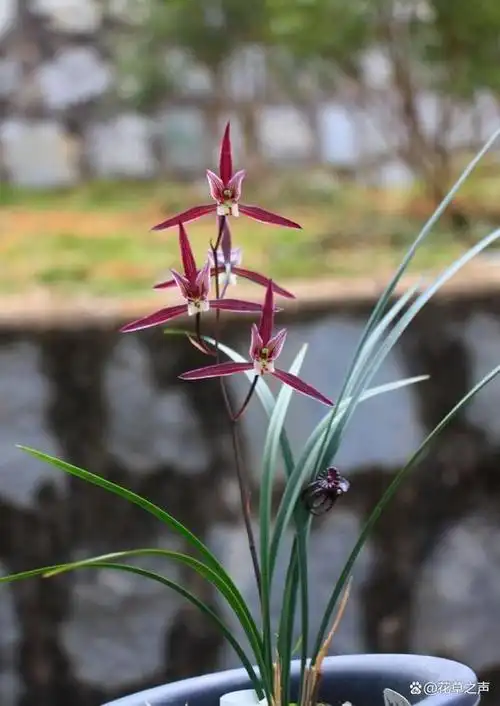 临近年关,很多花迷都想养几盆高雅的兰花来装饰家居,提高装修档次.
