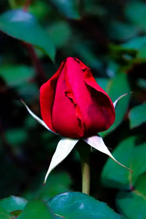 可爱的一朵玫瑰花