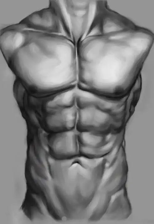 人体肌肉素描练习