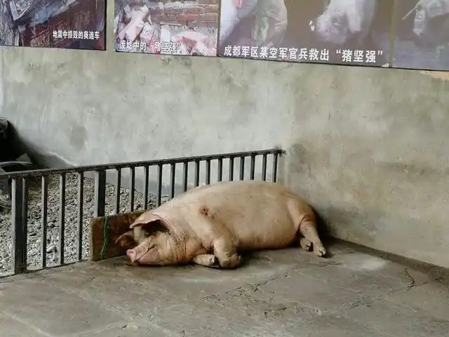 汶川地震的"猪坚强",埋在地下存活了36天,后被博物馆买走收藏