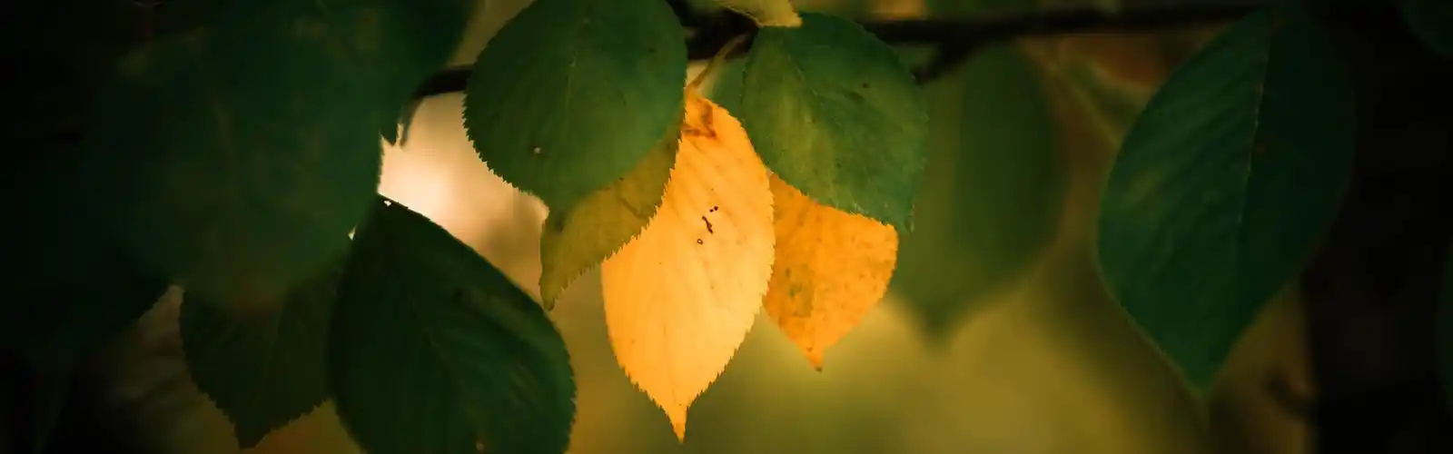 树枝,秋天 壁纸 绿色和黄色的叶子,树枝,秋天 桌布 - 3840x1200 双屏