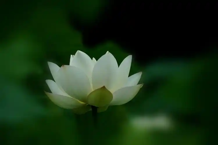 冰清玉洁白荷花