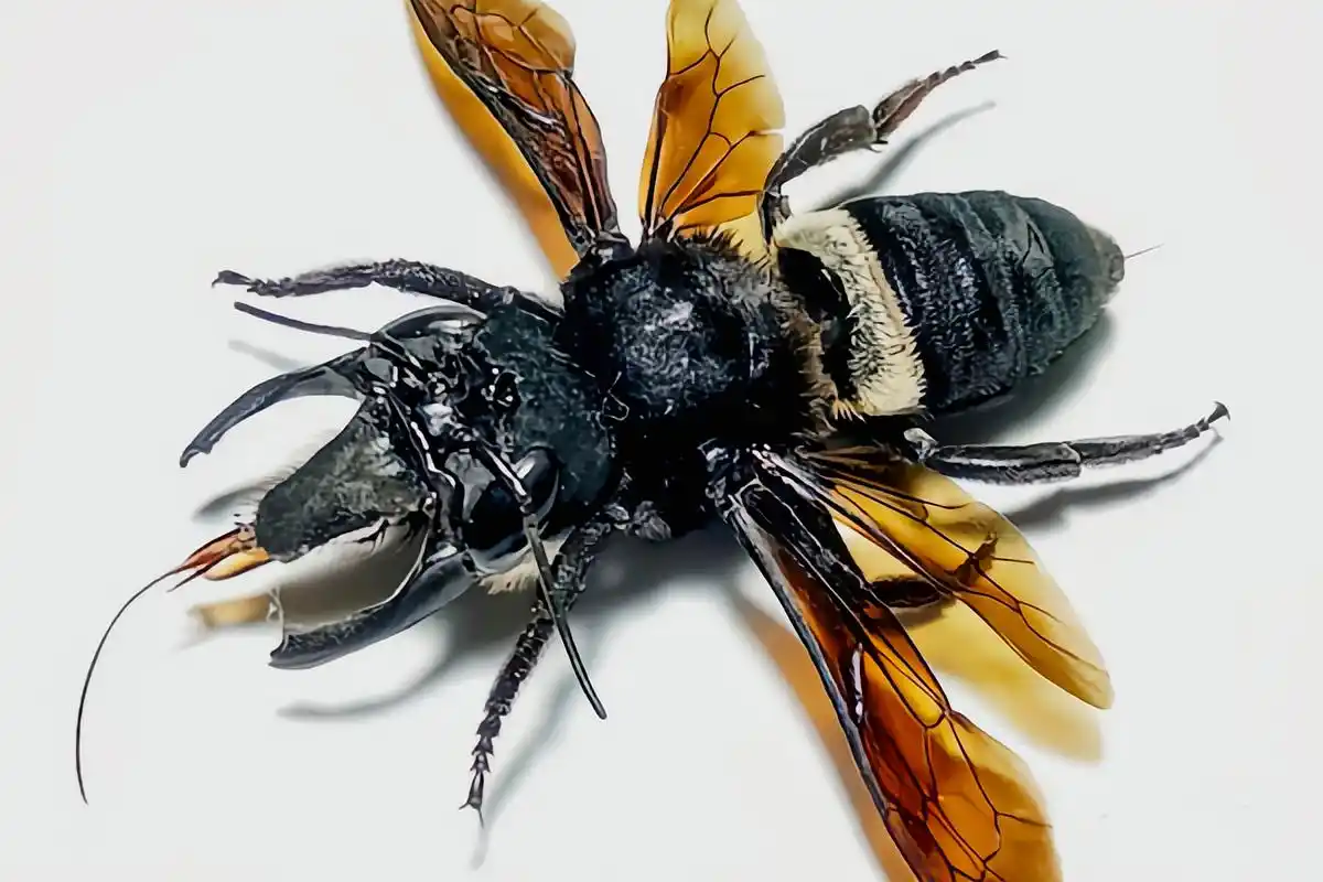 每天认识一种昆虫——华莱士巨蜂 华莱士巨蜂又名巨型梅森蜜蜂.