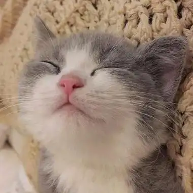 可爱的小奶猫头像高清大全 懂得感恩不负遇见-腾牛个性网