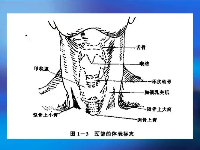 中心静脉穿刺的解剖-赵晓晖ppt
